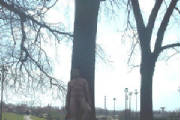 pn_tree.jpg